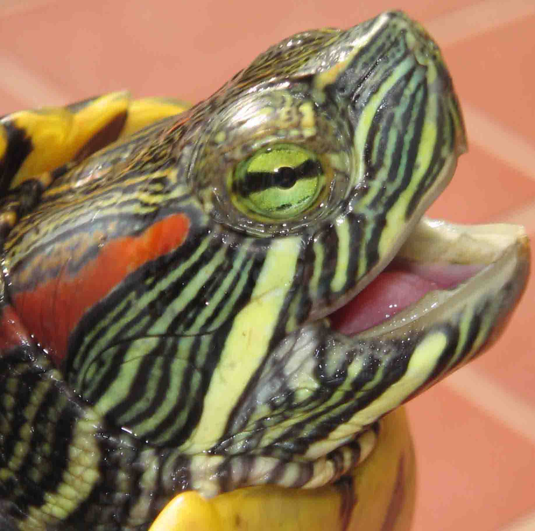 cap de Trachemys scripta elegans 
